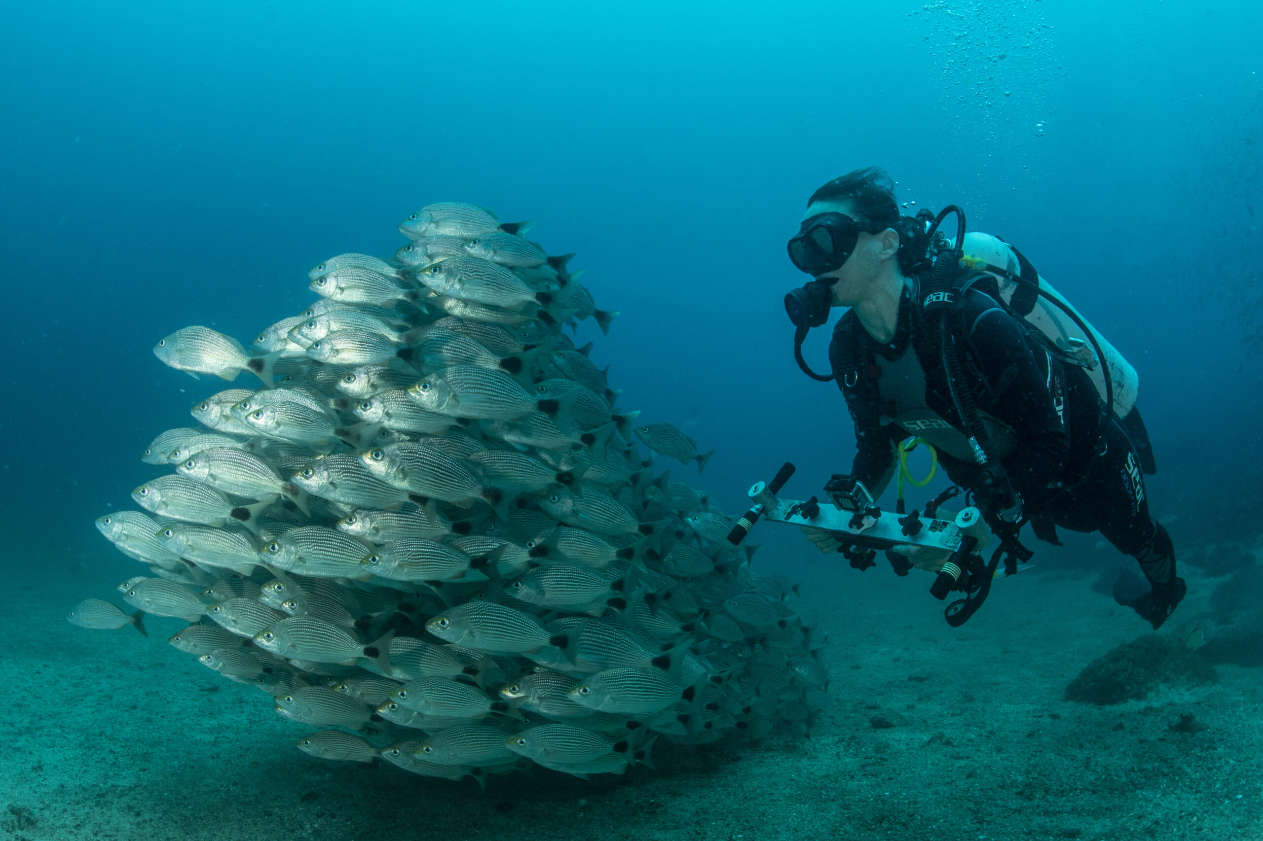 Sobre Misión Tiburón