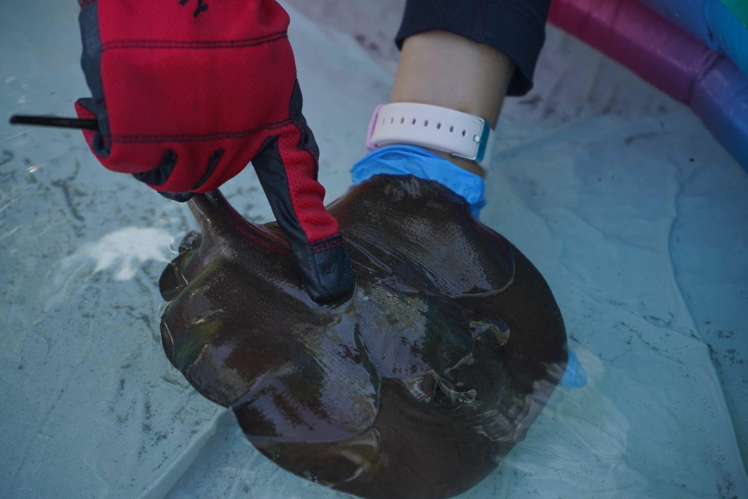 Sobre La Beca Azul M.R.A.