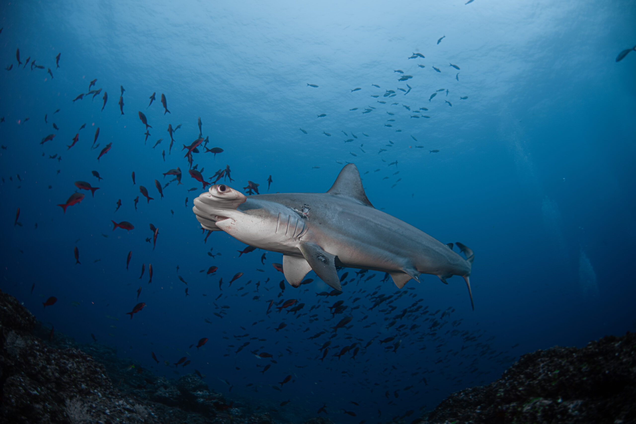 Ariana Oporta McCarthy