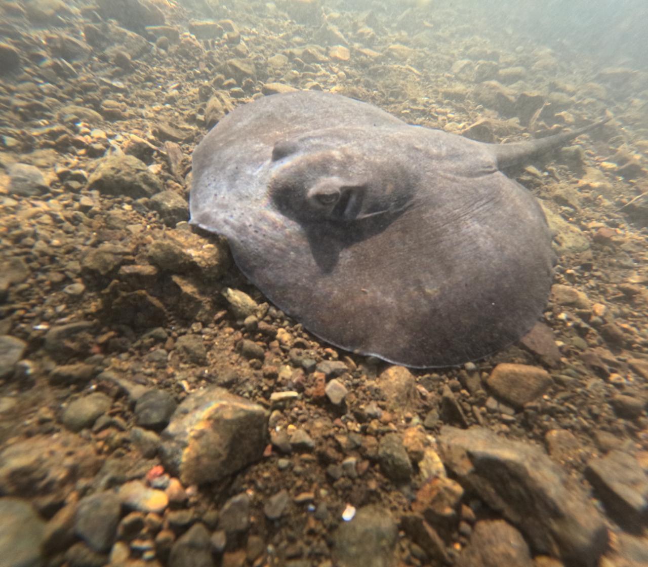 Mariana Elizondo Sancho